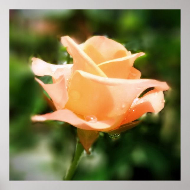 Vintage Rose Flower Poster (Front)