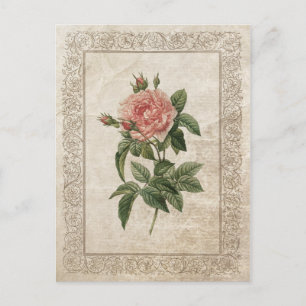 Vintage Rose I Postcard