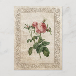 Vintage Rose III Postcard