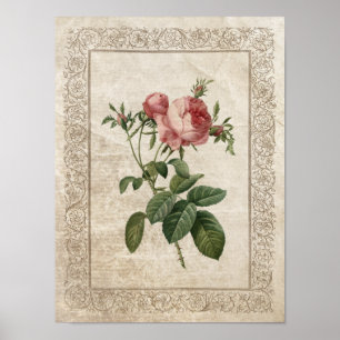 Vintage Rose III poster