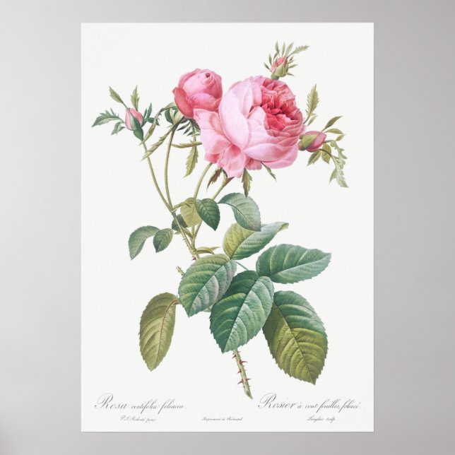 Vintage Rose Illustration Poster (Front)
