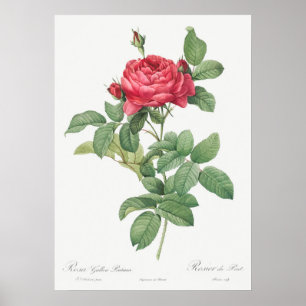 Vintage Rose Illustration Poster