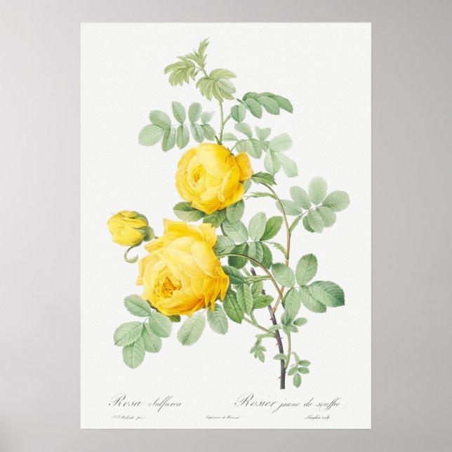 Vintage Rose Illustration Poster (Front)