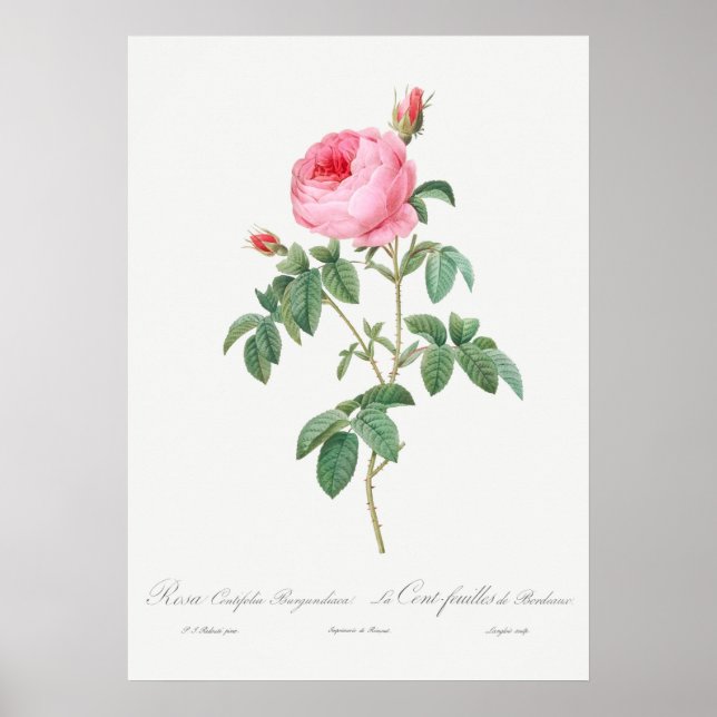 Vintage Rose Illustration Poster (Front)
