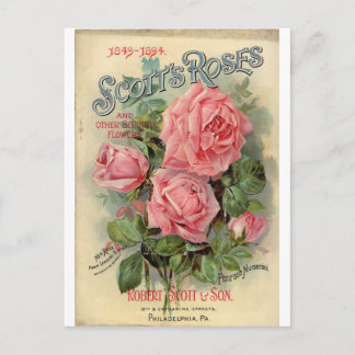 Vintage Rose Postcard