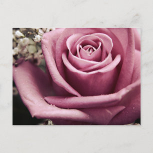Vintage Rose postcard