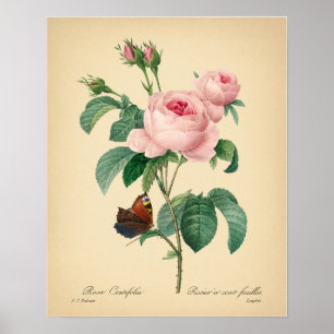 Vintage Rose Print Butterfly Print by Redoute Art