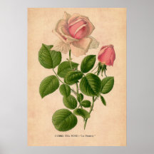 Vintage Rose Print Poster