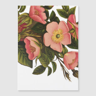 Vintage Roses Beautiful Pink Botanical