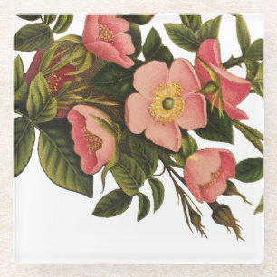 Vintage Roses Beautiful Pink Botanical Glass Coaster
