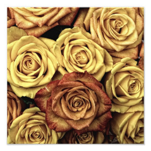 Vintage Roses Photo Print