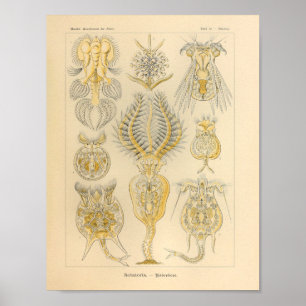 Vintage Rotatoria Colour Ernst Haeckel Print