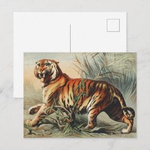 Vintage Royal Bengal Tiger Naturalist Art Print Postcard