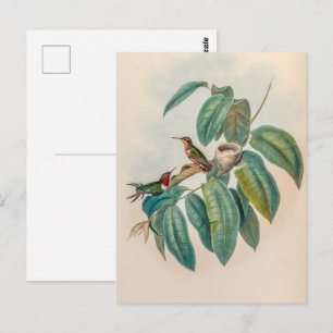 Vintage Rufous-shafted Woodstar Hummingbirds Postcard
