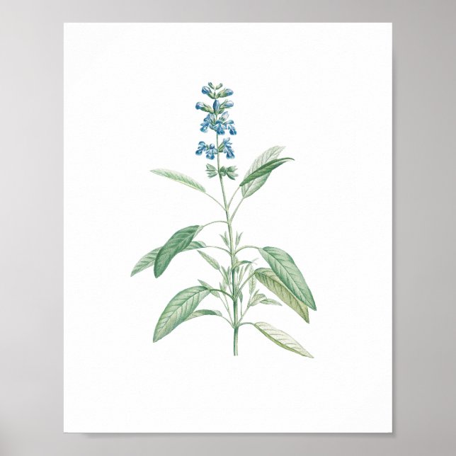 Vintage Sage Botanical Flower  Poster (Front)