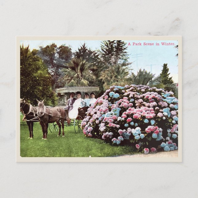 Vintage San Diego Postcard, Victorian Era  Postcard (Front)