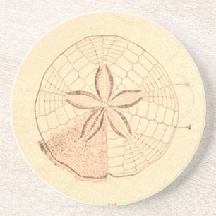 Vintage Sand Dollar Illustration coaster