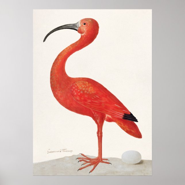 Vintage Scarlet Ibis Illustration Poster (Front)