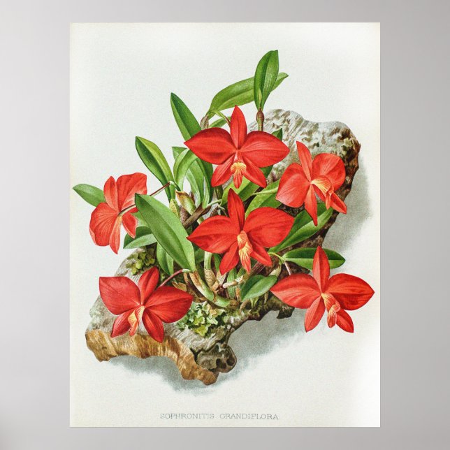 Vintage Scarlet Sophronitis Orchid Flower Poster (Front)