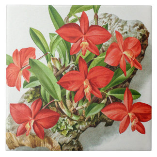 Vintage Scarlet Sophronitis Rare Orchid Flower  Ceramic Tile
