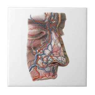 Vintage Science Human Anatomy, Face with Nose Ceramic Tile