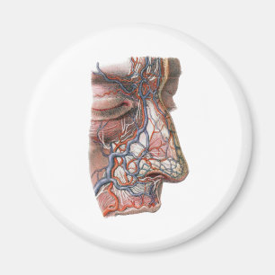 Vintage Science Human Anatomy, Face with Nose Magnet