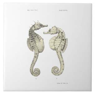 Vintage Science NZ Fish - Big Belly Sea Horses Tile