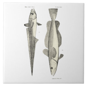 Vintage Science NZ Fish - Hoki Ceramic Tile