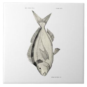 Vintage Science NZ Fish Tarakihi Ceramic Tile