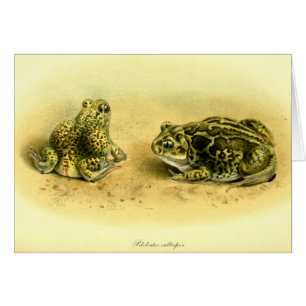 Vintage Scientific Illustration Spadefoot Toad