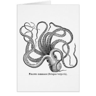 Vintage scientific octopus illustration