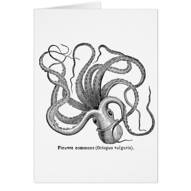 Vintage scientific octopus illustration (Front)