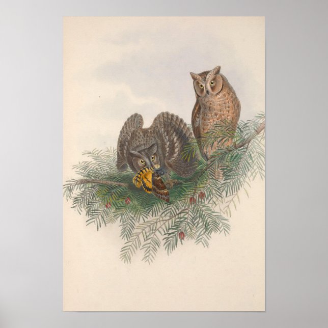Vintage Scops-Eared Owl Bird Poster (Front)
