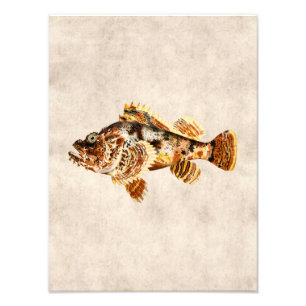 Vintage Scorpion Fish - Antique Hawaiian Print