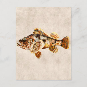 Vintage Scorpion Fish - Antique Hawaiian Print Postcard