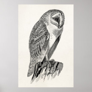 Vintage Screech Owl Bird Illustration Template Poster