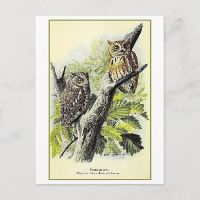 Vintage Screech Owl Illustration Postcard (Front)