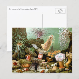 Vintage Sea Anemones, Marine Life Ocean Animals Postcard