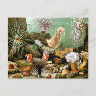 Vintage Sea Anemones, Marine Life Ocean Animals Postcard