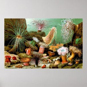 Vintage Sea anemones underwater scene Poster