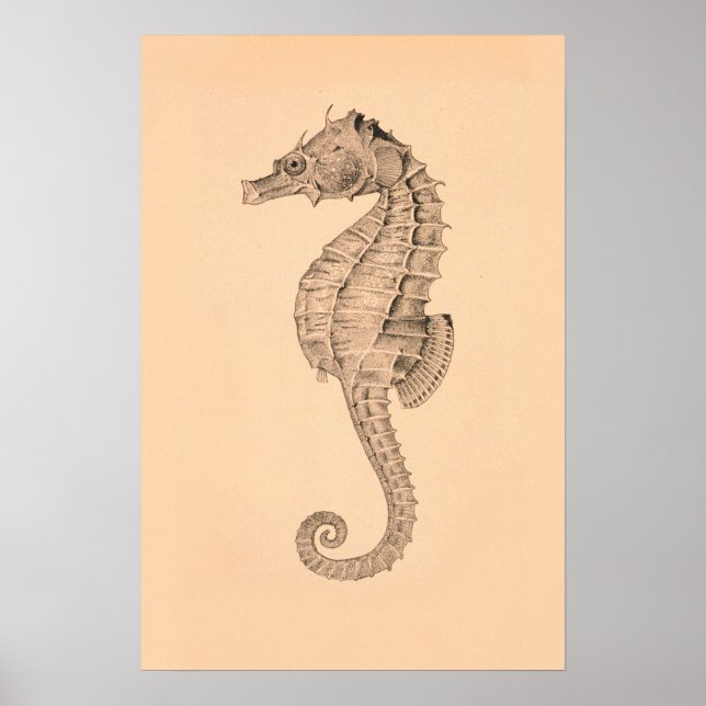 Vintage Sea Horse Diptych II Poster (Front)