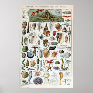 Vintage Sea Life Mollusks Poster