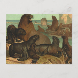 Vintage Sea Lions on the Beach, Marine Life Animal Postcard