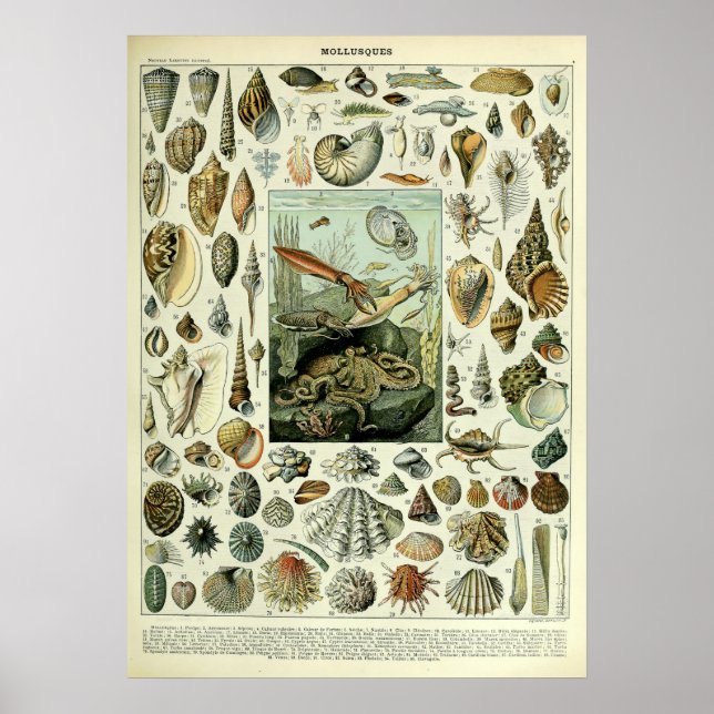 Vintage Sea Shells by Adolphe Millot Poster (Front)
