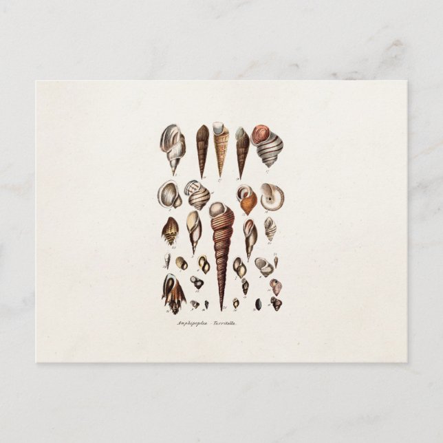 Vintage Sea Shells Personalised Retro Auger Shell Postcard (Front)