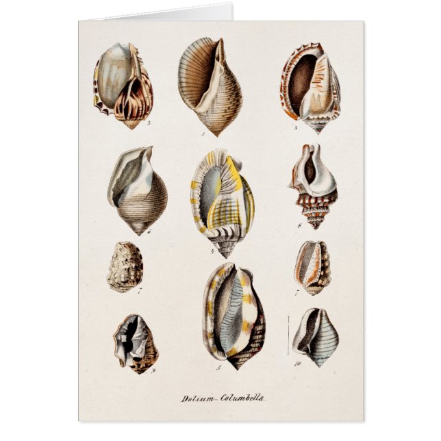 Vintage Sea Shells Personalised Retro Berge Shell (Front)