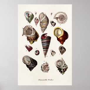 Vintage Sea Shells Personalized Retro Auger Shell Poster