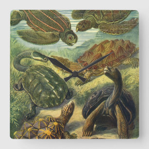 Vintage Sea Turtles and Tortoises by Ernst Haeckel Square Wall Clock