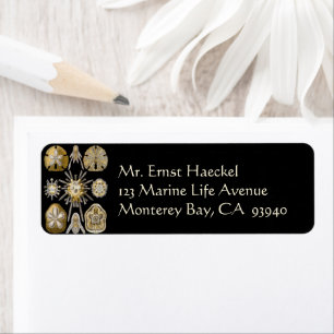 Vintage Sea Urchins Sand Dollars by Ernst Haeckel Return Address Label