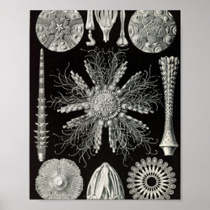 Vintage Sea Urchins Scientific Illustration Poster